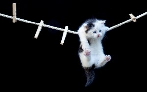 download Funny Cat Hanging Hd Wallpapers