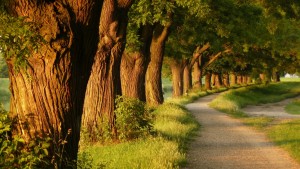 free Tree in a Row Best HD Wallpapers