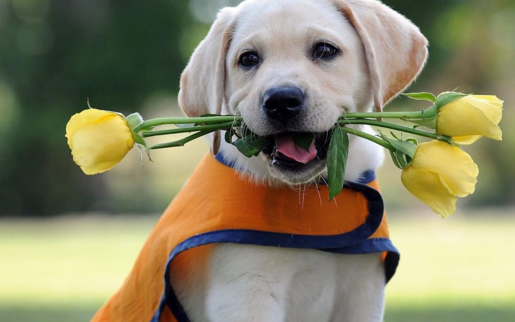 Cute-Dog-with-flowers-HD-Wallpapers