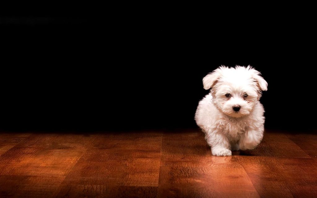 Cute-Puppy-Wallpapers