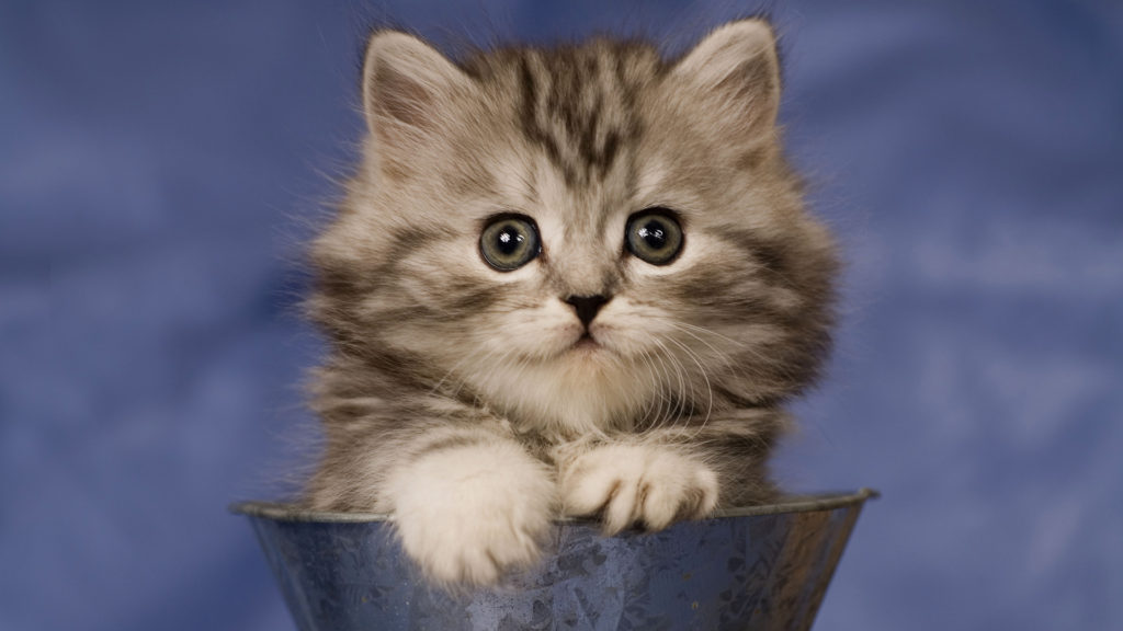 Cute Cat Pics Images and HD Wallpapers