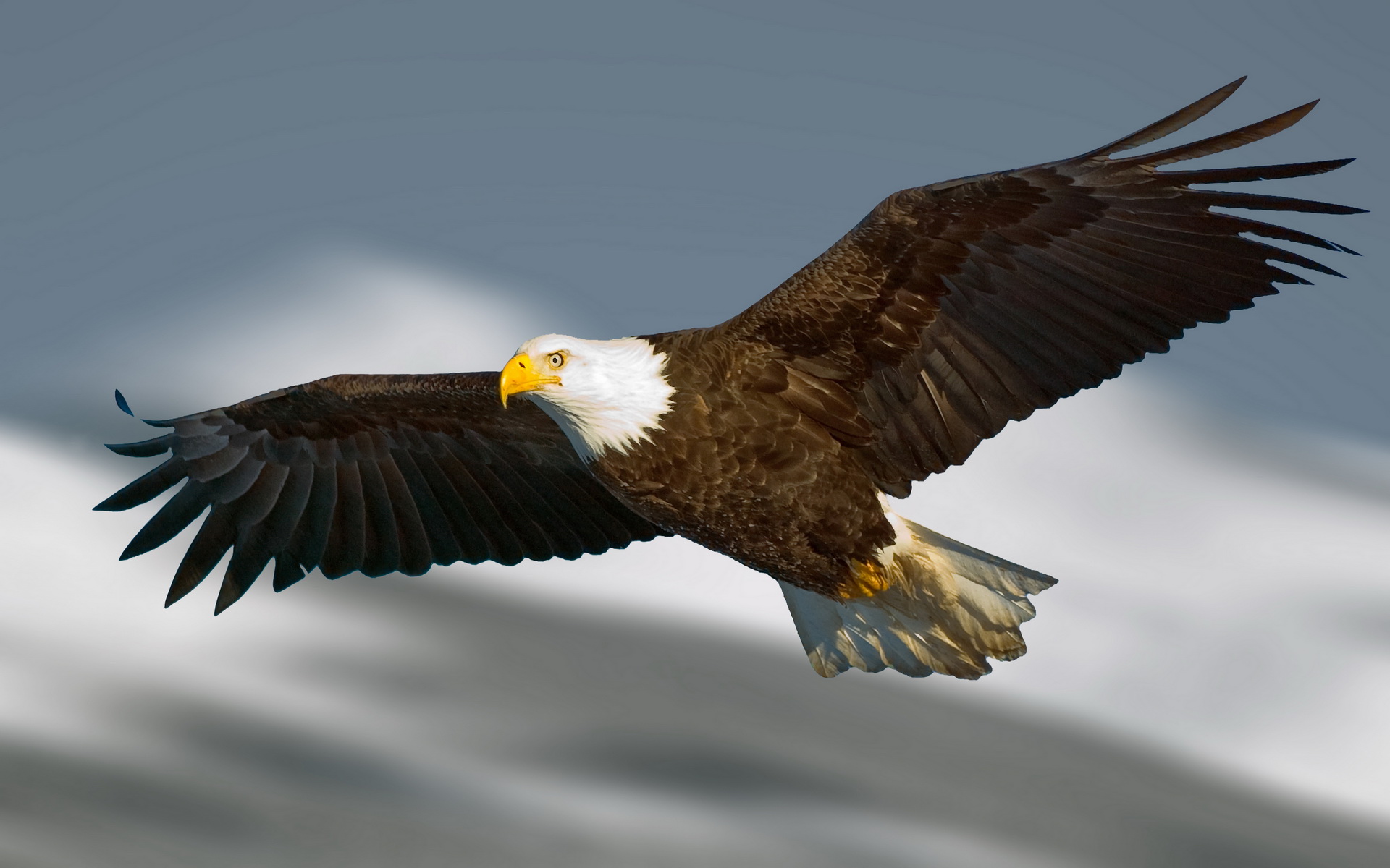 eagle-wallpaper-for-Android