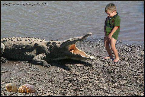 Funny Crocodile And Baby Wallpaper
