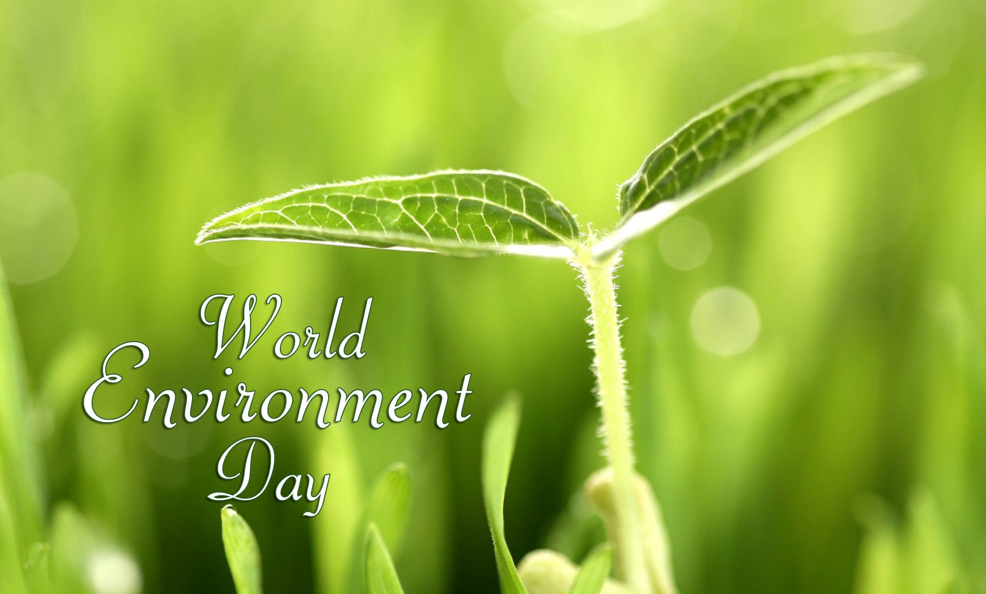 world environment day protect plants trees hd