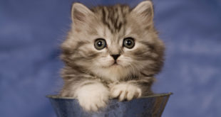 Cute Cat Pics Images and HD Wallpapers
