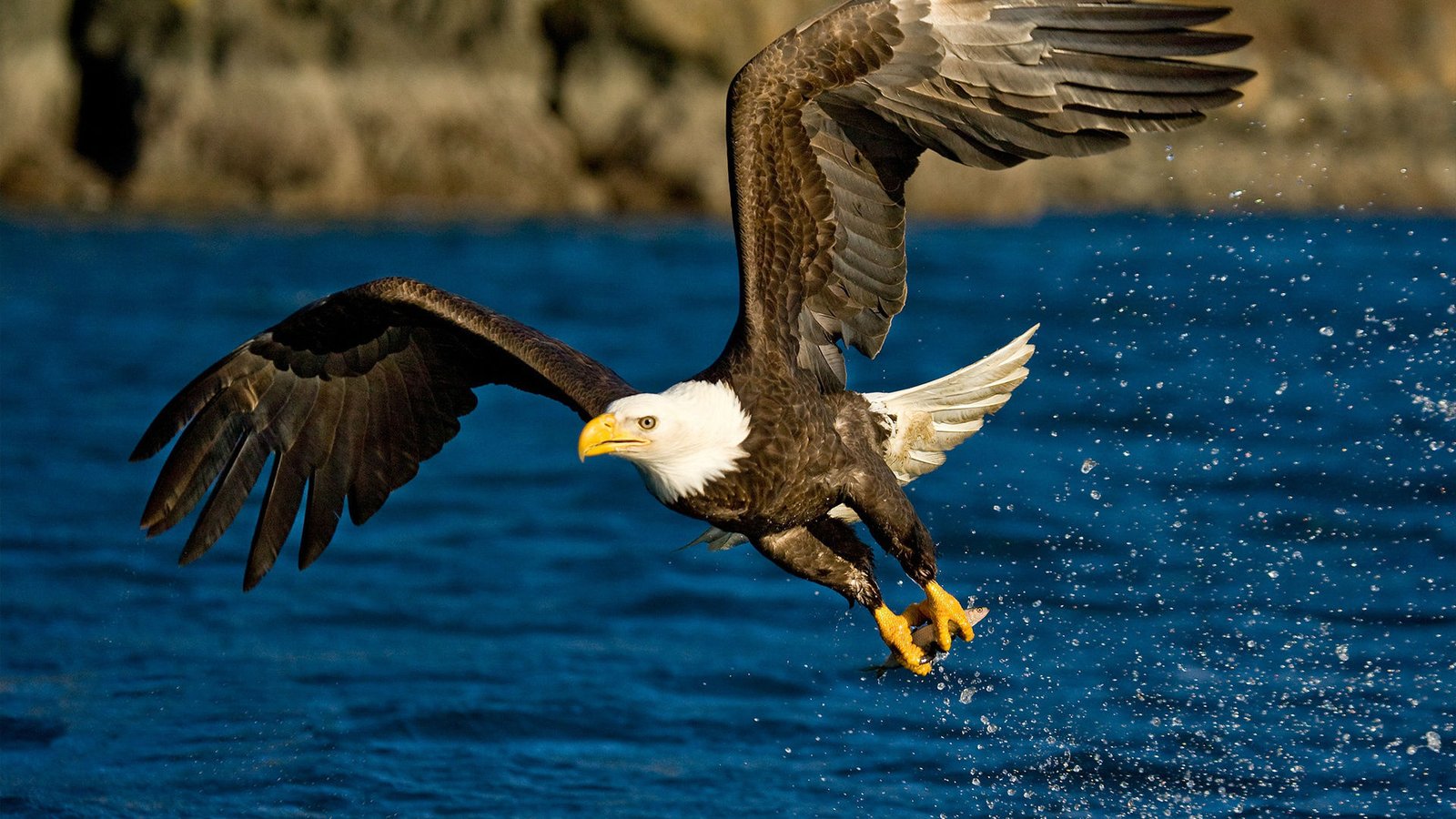 Golden Eagle Wallpaper HD|Eagle Wallpaper 4K - 9to5 Car Wallpapers