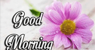 Download-Latest-Animated-Good-Morning-Images-Pics-Wallpapers